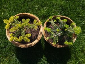 Vergleich Wachstum Pflanzen - Nordmanntanne