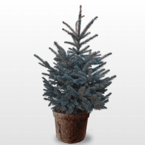 Weihnachtsbaum Blautanne 110-125 cm