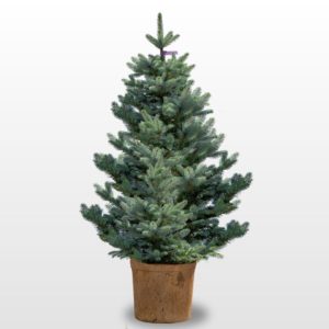 Weihnachtsbaum Christbaum Blautanne 110-125 cm