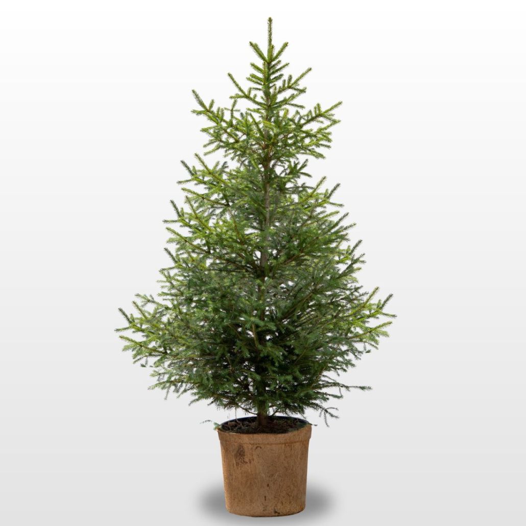 Traumbaum Weihnachtsbaum Rottanne 150-175 cm