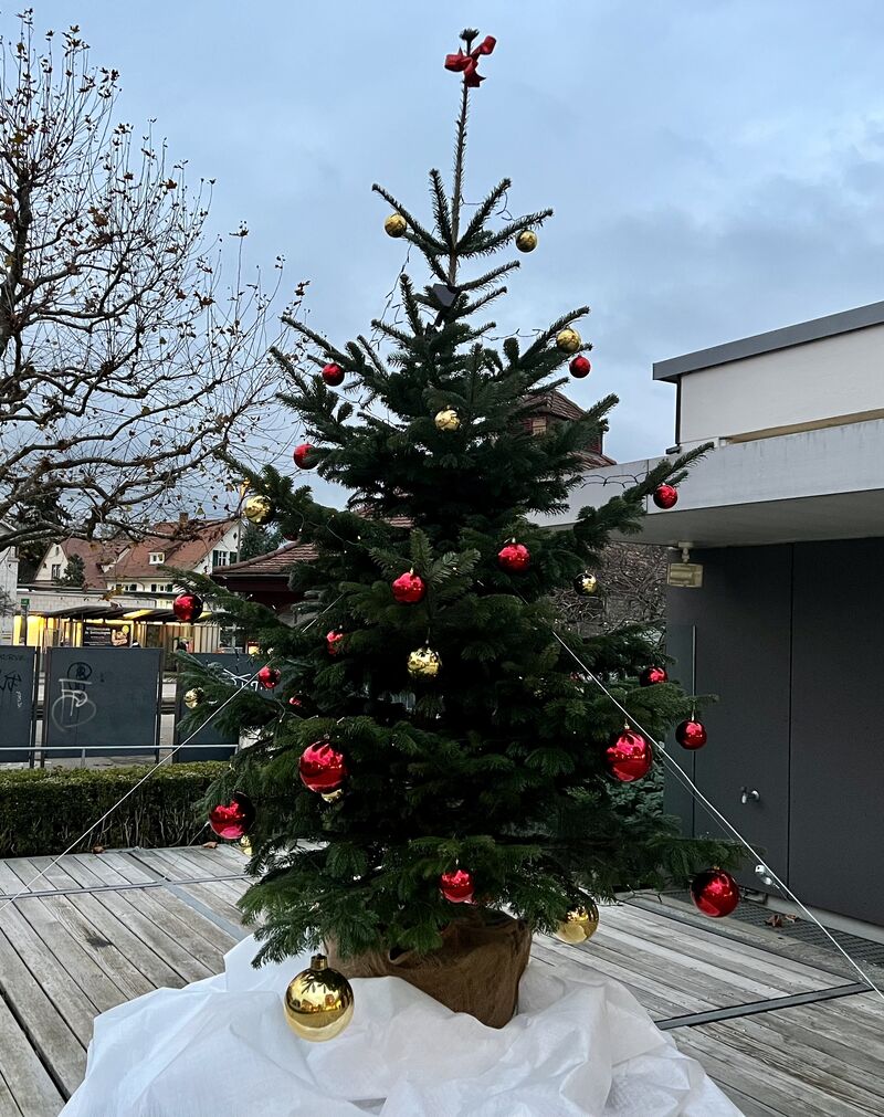 HAPPY TREE Christbaum, Nordmanntanne im Topf 4m, geliefert und geschmückt.