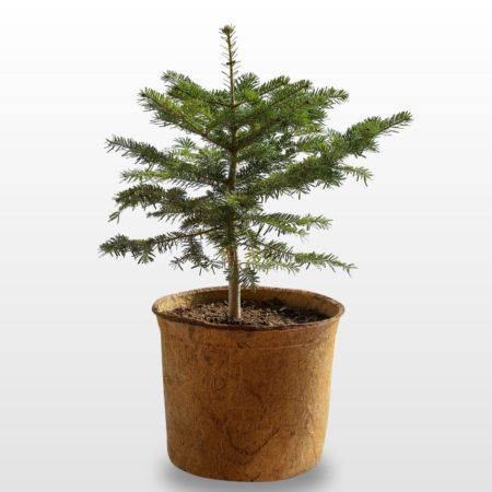 Nordmanntanne Weihnachtsbaum Piccolino, 15 Liter HAPPY TREE Topf