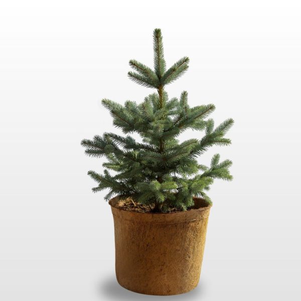 Blautanne Weihnachtsbaum Piccolino im 15 Liter HAPPY TREE Topf