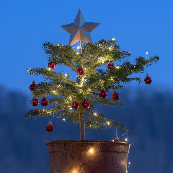 Nordmanntanne Piccolino Weihnachtsbaum dekoriert mit Stern im 15 Liter HAPPY TREE Topf